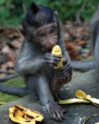 jackma motivational story monkey & banana