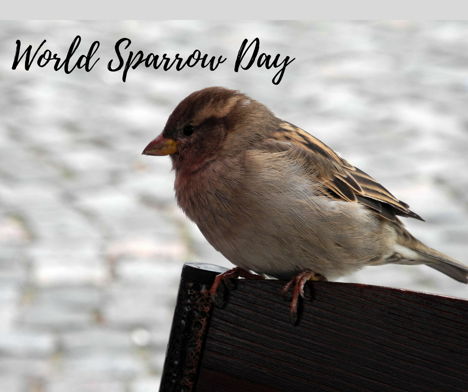 20th march world sparrow day 2018